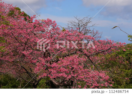 沖縄県国頭郡本部町　もとぶ八重岳桜まつり会場の満開の琉球寒緋桜 112486754