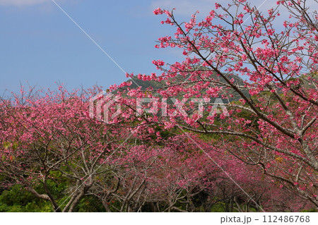 沖縄県国頭郡本部町　もとぶ八重岳桜まつり会場の満開の琉球寒緋桜 112486768