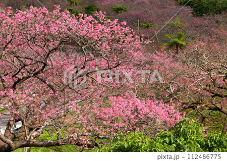 沖縄県国頭郡本部町　もとぶ八重岳桜まつり会場の満開の琉球寒緋桜 112486775
