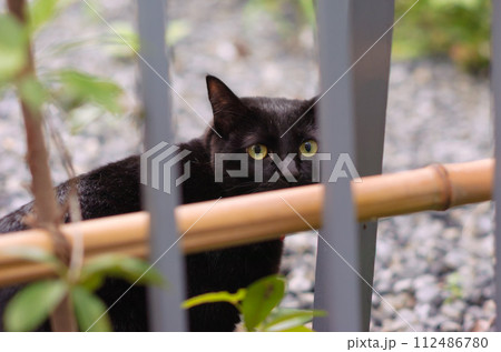 黒猫 112486780
