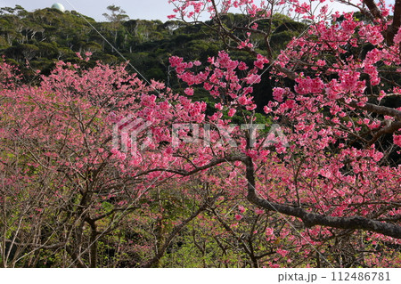 沖縄県国頭郡本部町 もとぶ八重岳桜まつり会場の満開の琉球寒緋桜 沖縄県国頭郡本部町 もとぶ八重岳桜まつり会場の満開の琉球寒緋桜 112486781