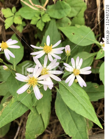 コヨメナの花 112487228