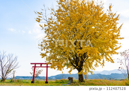 早馬神社のイチョウと鳥居（姶良市） 112487528