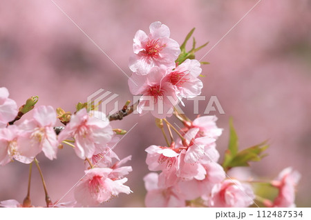 ピンク色の河津桜　　 112487534