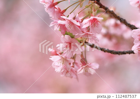 ピンク色の河津桜　　 112487537