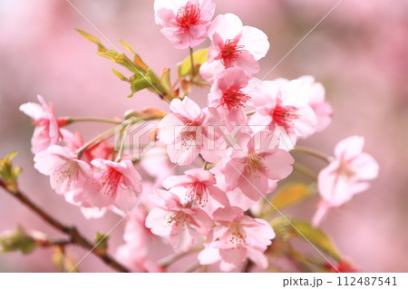 ピンク色の河津桜　　 112487541