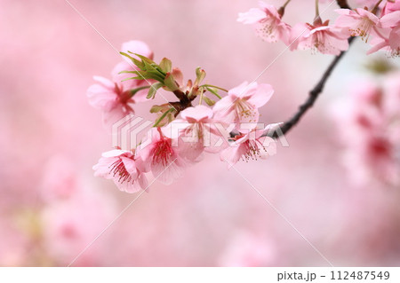 ピンク色の河津桜　　 112487549