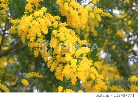 満開のミモザアカシアの花　　 112487771