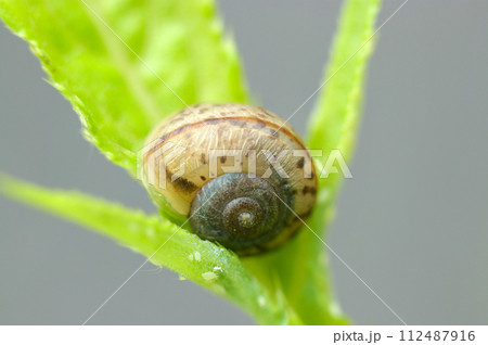 明るい青葉にのるヒダリマキマイマイ(自然光+ストロボ、マクロ接写撮影) 明るい青葉にのるヒダリマキマイマイ(自然光+ストロボ、マクロ接写撮影) 112487916