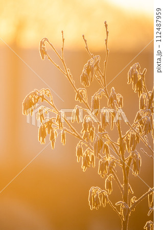 Ethereal Frost on Branches at Golden Hour 112487959