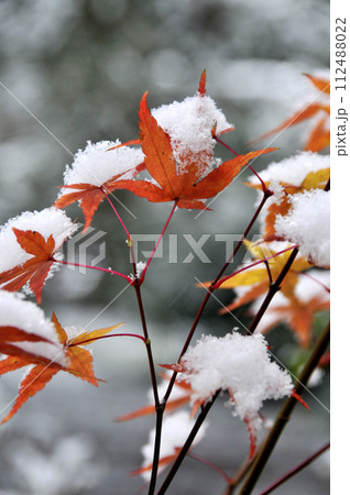 雪に覆われる冬の紅葉 112488022
