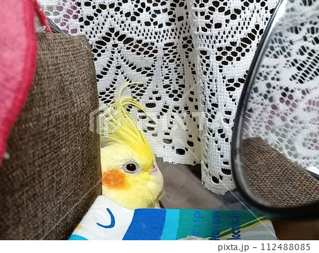 キッチンカウンターのすきまから覗く手乗りのオカメインコ 112488085