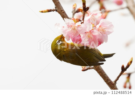 桜の枝にとまるメジロ 桜の枝にとまるメジロ 112488514