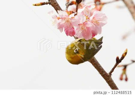 桜の枝にとまるメジロ 桜の枝にとまるメジロ 112488515