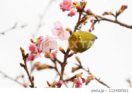 河津桜の蜜を吸うメジロ 112488561