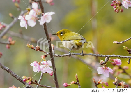 河津桜の蜜を吸うメジロ 112488562