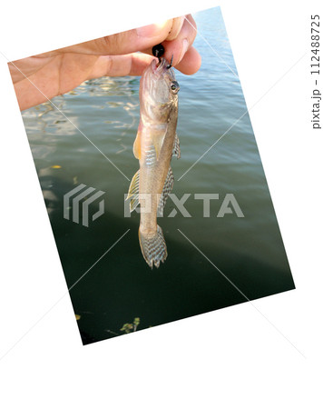 落とし込み釣りでハゼが釣れた 落とし込み釣りでハゼが釣れた 112488725