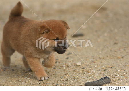 お座りする柴犬の仔犬 112488843