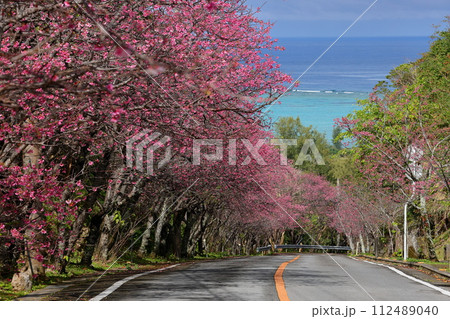 沖縄県国頭郡今帰仁村今泊　坂道沿いの早咲きの琉球寒緋桜のさくら並木と遠くに見える青い海 112489040