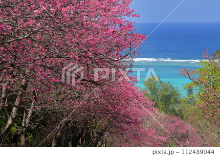 沖縄県国頭郡今帰仁村今泊　坂道沿いの早咲きの琉球寒緋桜のさくら並木と遠くに見える青い海 112489044