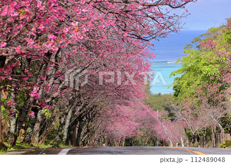沖縄県国頭郡今帰仁村今泊 坂道沿いの早咲きの琉球寒緋桜のさくら並木と遠くに見える青い海 沖縄県国頭郡今帰仁村今泊 坂道沿いの早咲きの琉球寒緋桜のさくら並木と遠くに見える青い海 112489048