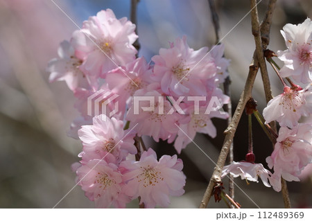 見頃を迎えた満開の紅しだれ桜 Shidare sakura full bloom 112489369