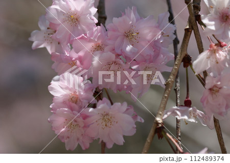 見頃を迎えた満開の紅しだれ桜 Shidare sakura full bloom 見頃を迎えた満開の紅しだれ桜 Shidare sakura full bloom 112489374