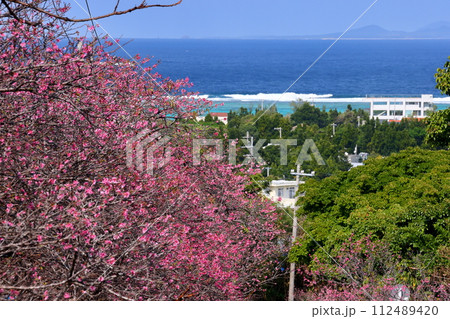 沖縄県国頭郡今帰仁村今泊 坂道沿いの早咲きの琉球寒緋桜のさくら並木と遠くに見える青い海 沖縄県国頭郡今帰仁村今泊 坂道沿いの早咲きの琉球寒緋桜のさくら並木と遠くに見える青い海 112489420