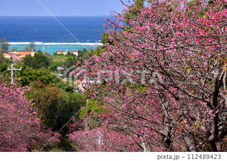 沖縄県国頭郡今帰仁村今泊　坂道沿いの早咲きの琉球寒緋桜のさくら並木と遠くに見える青い海 112489423