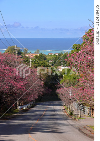 沖縄県国頭郡今帰仁村今泊 坂道沿いの早咲きの琉球寒緋桜のさくら並木と遠くに見える青い海 沖縄県国頭郡今帰仁村今泊 坂道沿いの早咲きの琉球寒緋桜のさくら並木と遠くに見える青い海 112489435
