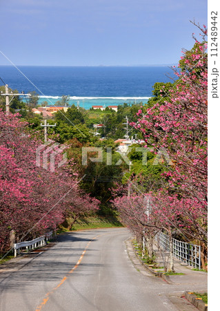 沖縄県国頭郡今帰仁村今泊 坂道沿いの早咲きの琉球寒緋桜のさくら並木と遠くに見える青い海 沖縄県国頭郡今帰仁村今泊 坂道沿いの早咲きの琉球寒緋桜のさくら並木と遠くに見える青い海 112489442
