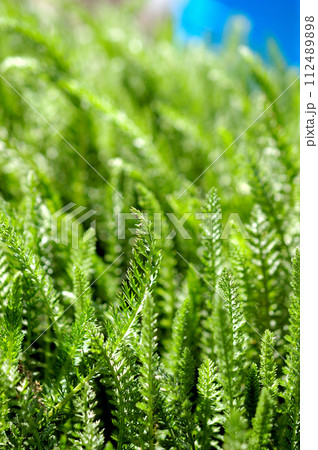 シダ植物の葉 112489898