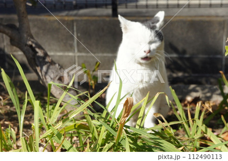公園の茂みで日向ぼっこする猫 公園の茂みで日向ぼっこする猫 112490113