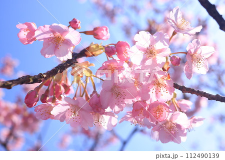 河津桜9278 112490139
