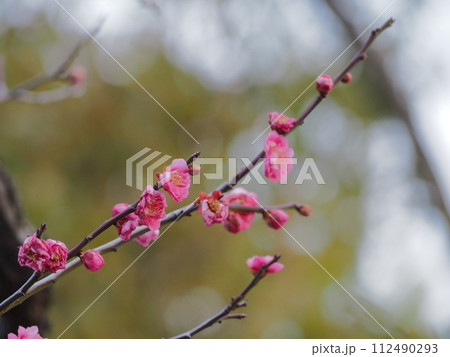 春の訪れを告げる梅の花 112490293