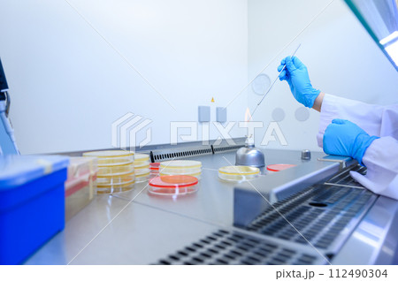 Microbiological inoculation loop being sterilized in flame of alcohol bunsen burner in biological safety cabinet. Microbiological inoculation loop being sterilized in flame of alcohol bunsen burner in biological safety cabinet. 112490304