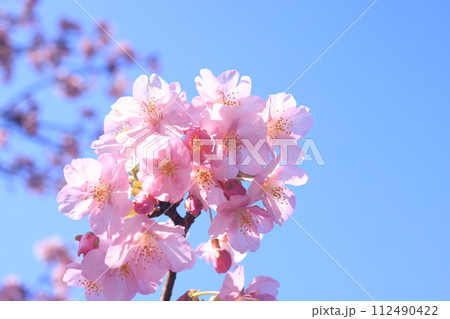 河津桜9033 112490422
