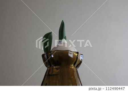チューリップの水栽培 ◦。。。Hydroponics of tulips ○◦。。。 チューリップの水栽培 ◦。。。Hydroponics of tulips ○◦。。。 112490447