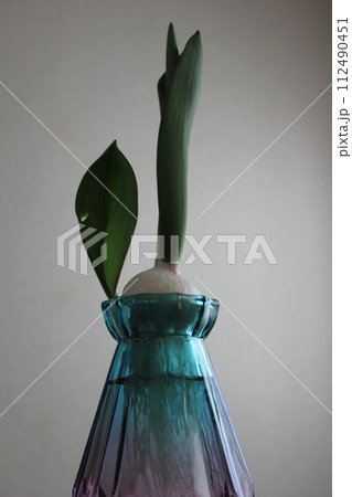 チューリップの水栽培 ◦。。。Hydroponics of tulips ○◦。。。 チューリップの水栽培 ◦。。。Hydroponics of tulips ○◦。。。 112490451