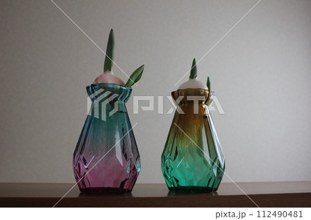 チューリップの水栽培 ◦。。。Hydroponics of tulips ○◦。。。 チューリップの水栽培 ◦。。。Hydroponics of tulips ○◦。。。 112490481