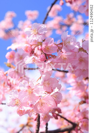 河津桜9171 河津桜9171 112490482