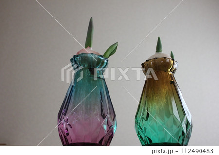 チューリップの水栽培 ◦。。。Hydroponics of tulips ○◦。。。 チューリップの水栽培 ◦。。。Hydroponics of tulips ○◦。。。 112490483