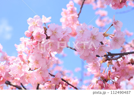 河津桜9185 112490487