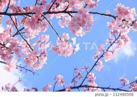 河津桜9192 112490506