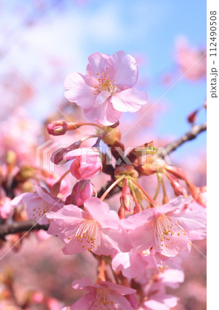 河津桜9195 112490508