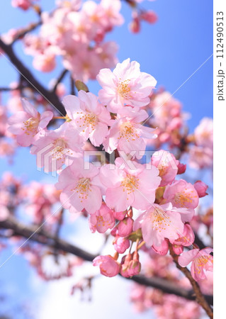 河津桜9199 河津桜9199 112490513