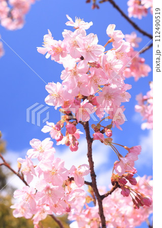 河津桜9215 河津桜9215 112490519