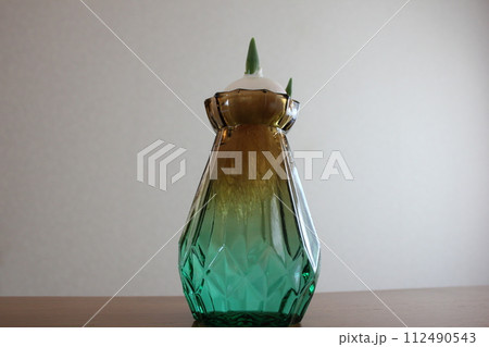 チューリップの水栽培 ◦。。。Hydroponics of tulips ○◦。。。 チューリップの水栽培 ◦。。。Hydroponics of tulips ○◦。。。 112490543