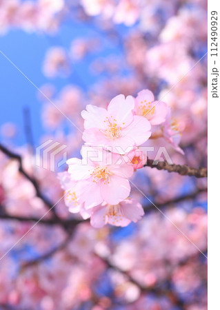 河津桜8957 河津桜8957 112490929