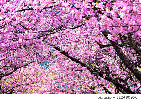 満開の桜のトンネル　河津の桜並木　 112490956